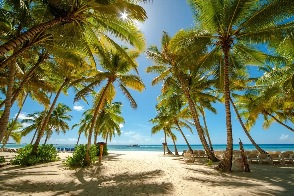 hermosa vista de palmeras en playa de Isla Saona con el mar al fondo.